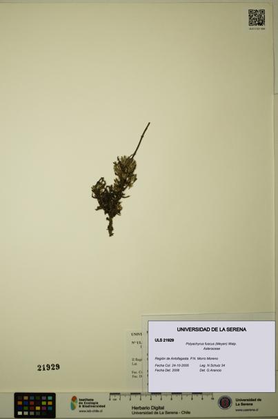 Polyachyrus fuscus [Espécimen: ULS:ULS:0021929]