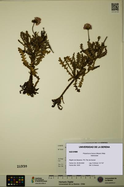 Polyachyrus fuscus [Espécimen: ULS:ULS:0021930]