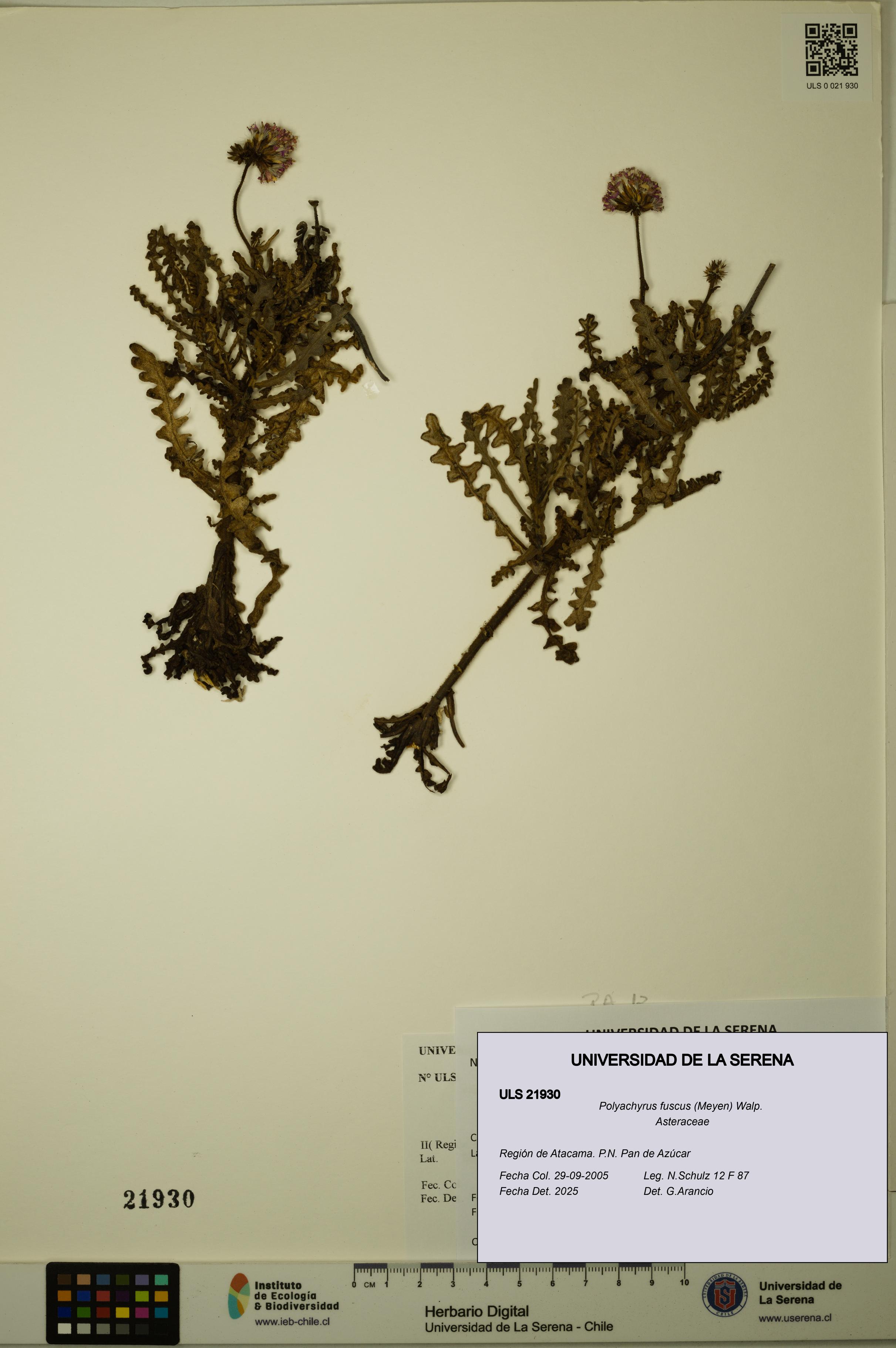 Polyachyrus fuscus [Espécimen: ULS:ULS:0021930]
