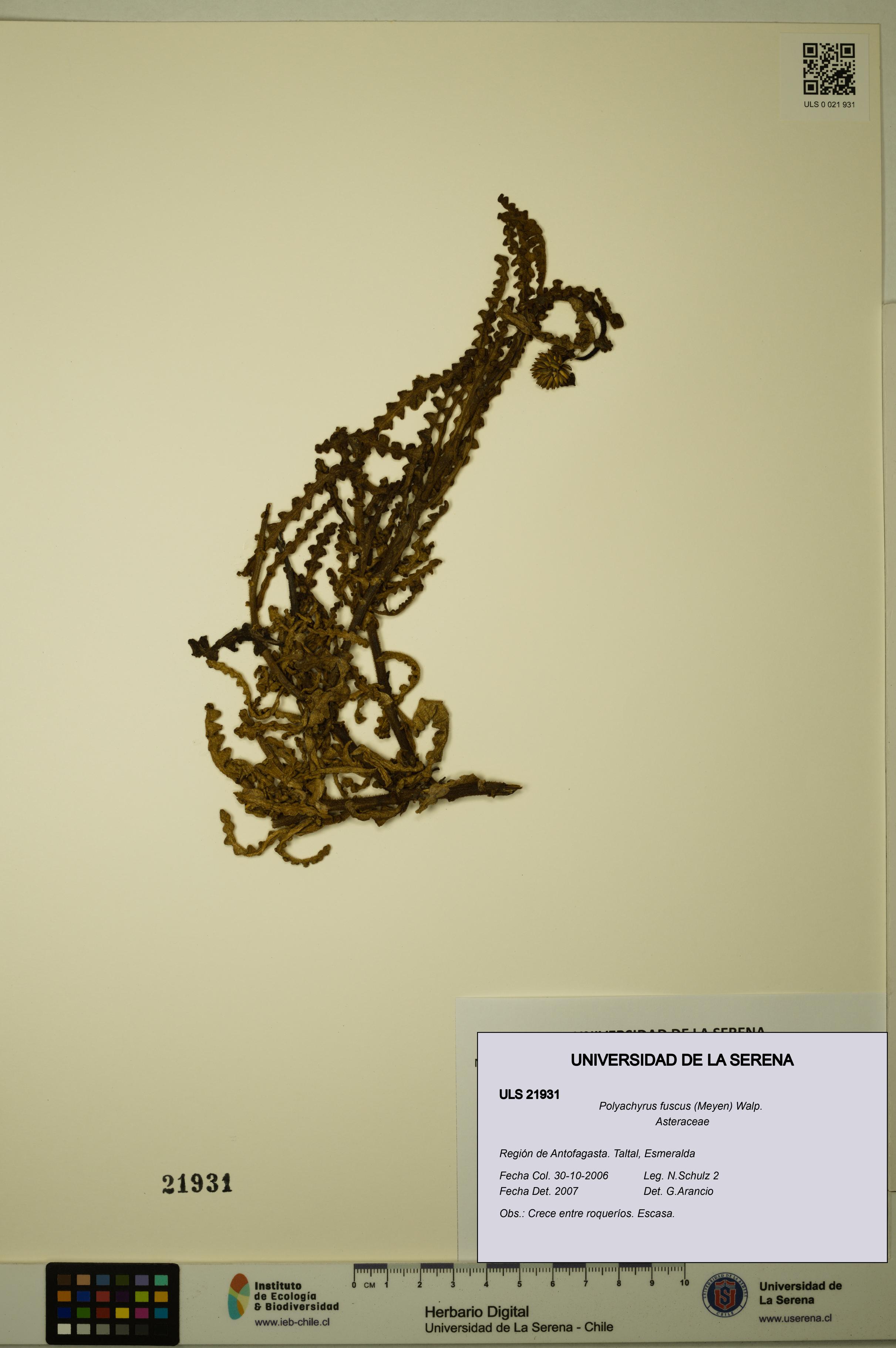 Polyachyrus fuscus [Espécimen: ULS:ULS:0021931]