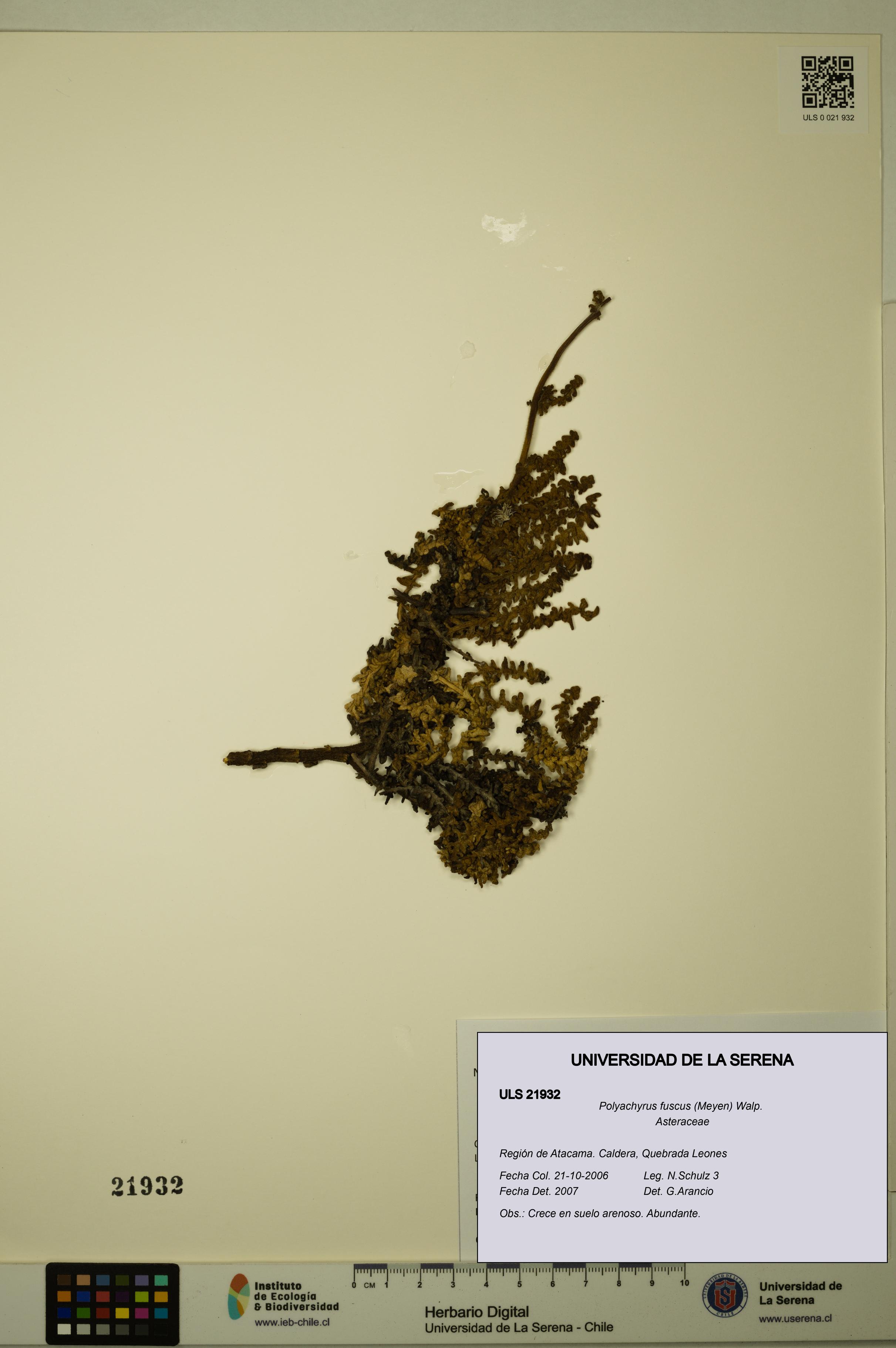 Polyachyrus fuscus [Espécimen: ULS:ULS:0021932]