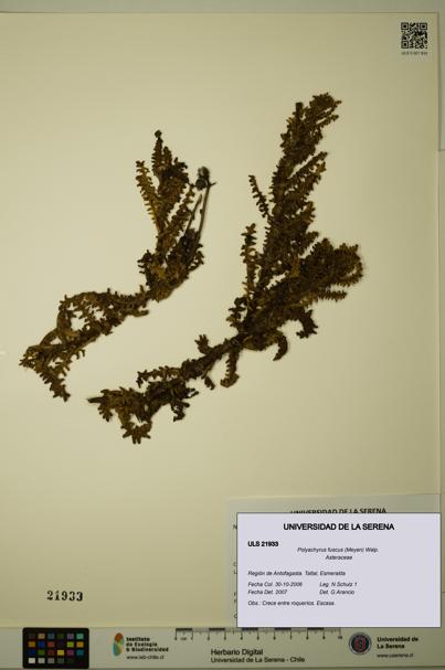 Polyachyrus fuscus [Espécimen: ULS:ULS:0021933]
