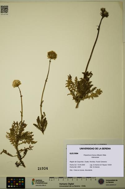 Polyachyrus fuscus [Espécimen: ULS:ULS:0021934]