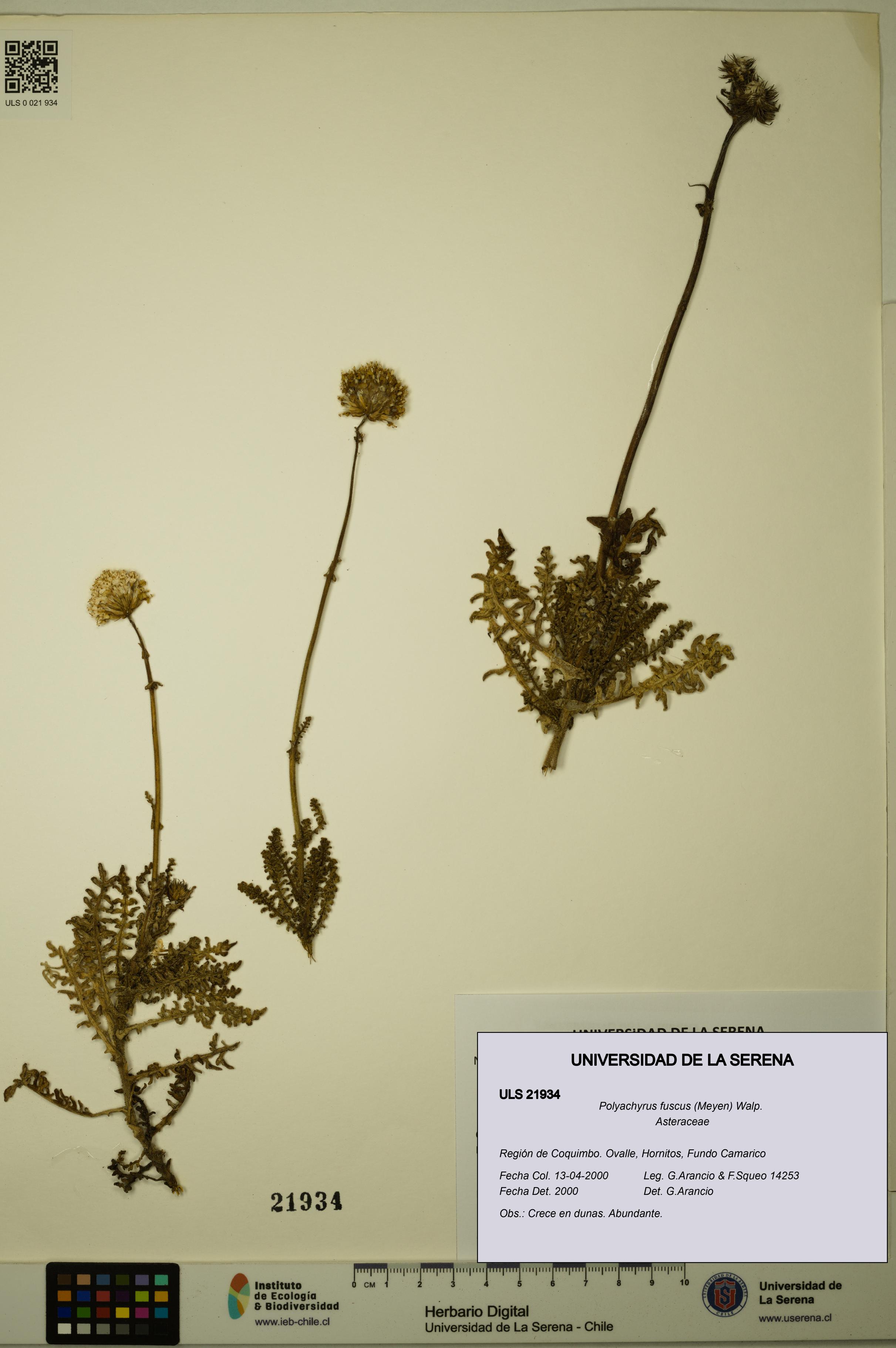 Polyachyrus fuscus [Espécimen: ULS:ULS:0021934]