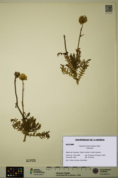 Polyachyrus fuscus [Espécimen: ULS:ULS:0021935]
