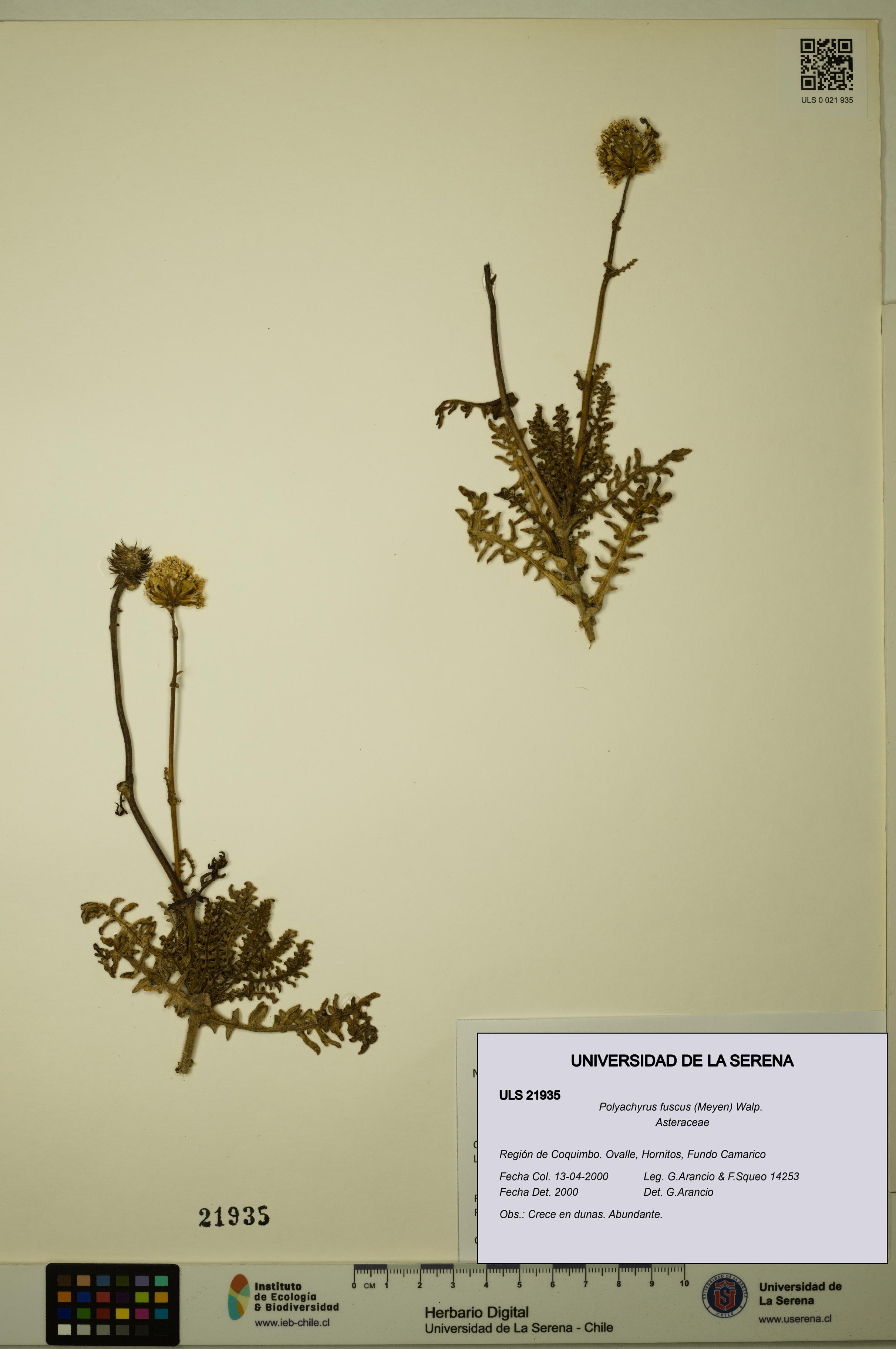 Polyachyrus fuscus [Espécimen: ULS:ULS:0021935]
