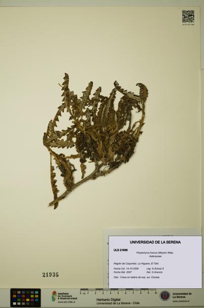 Polyachyrus fuscus [Espécimen: ULS:ULS:0021936]