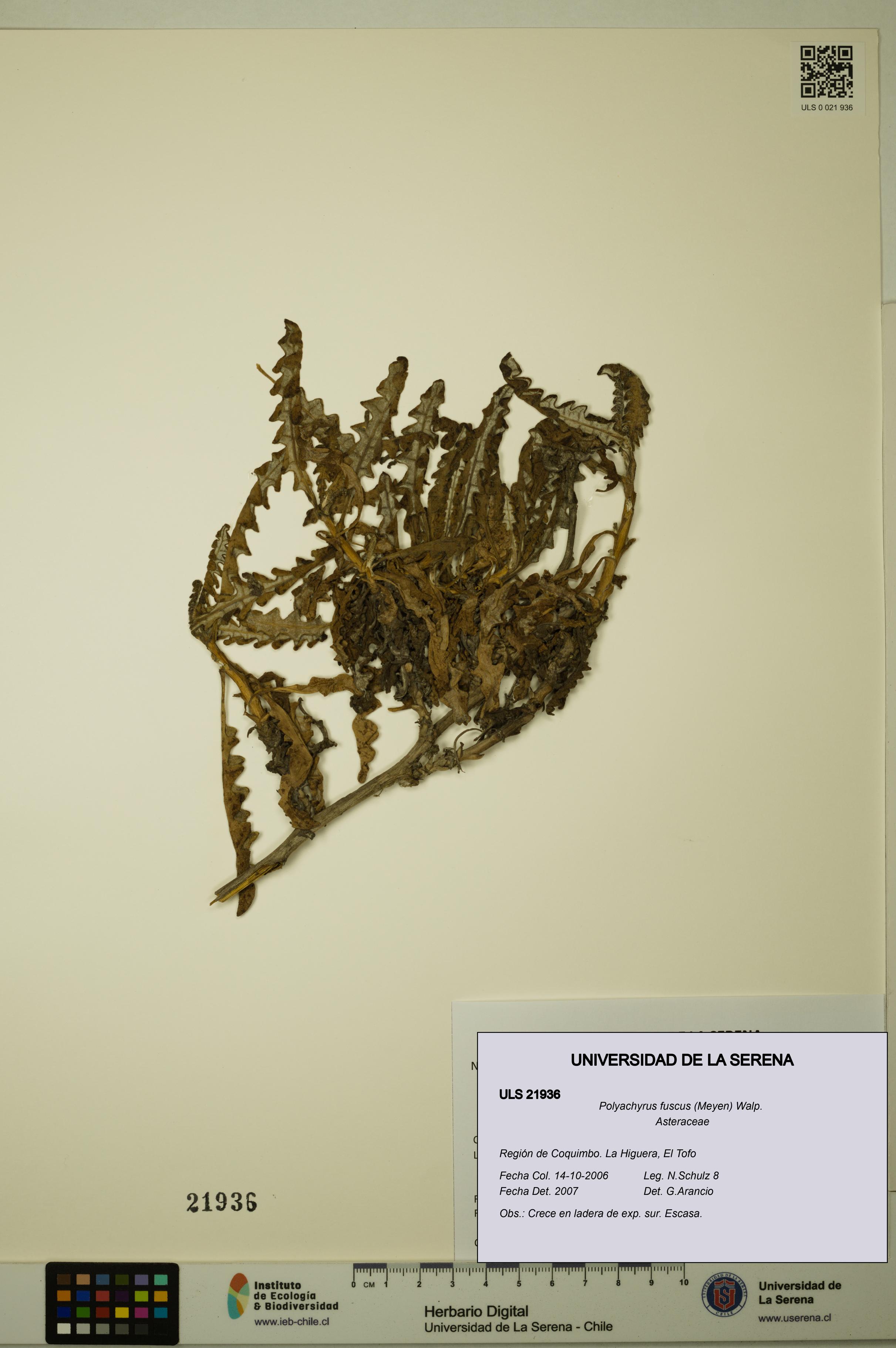 Polyachyrus fuscus [Espécimen: ULS:ULS:0021936]