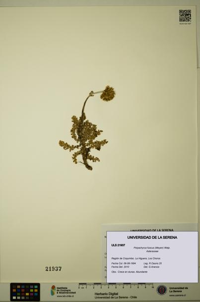 Polyachyrus fuscus [Espécimen: ULS:ULS:0021937]
