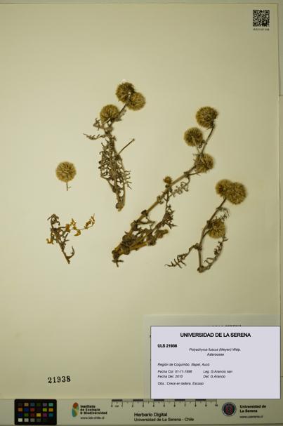 Polyachyrus fuscus [Espécimen: ULS:ULS:0021938]
