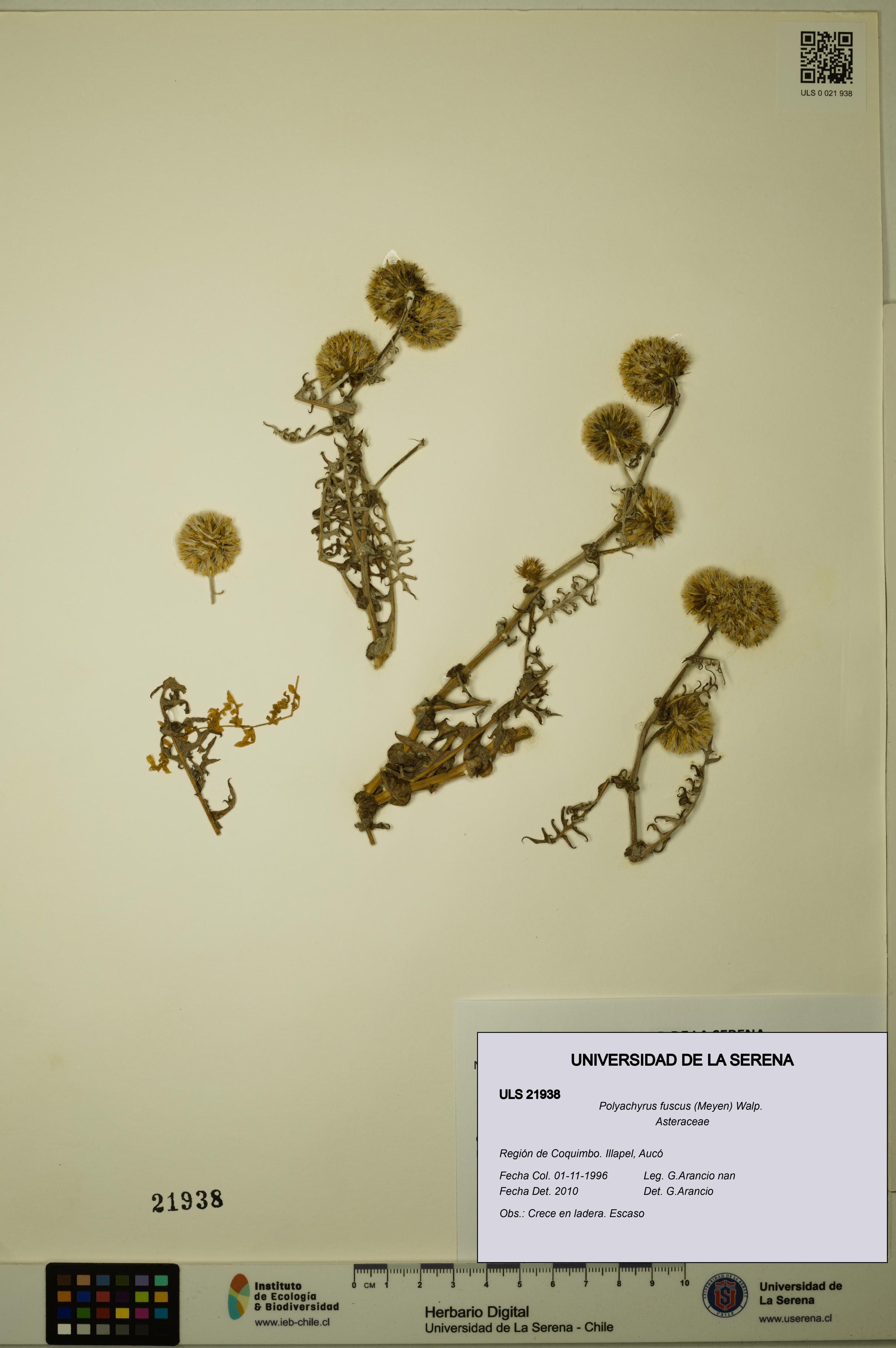 Polyachyrus fuscus [Espécimen: ULS:ULS:0021938]