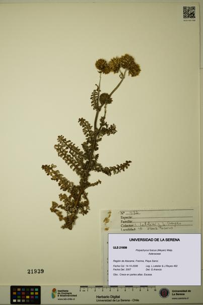 Polyachyrus fuscus [Espécimen: ULS:ULS:0021939]
