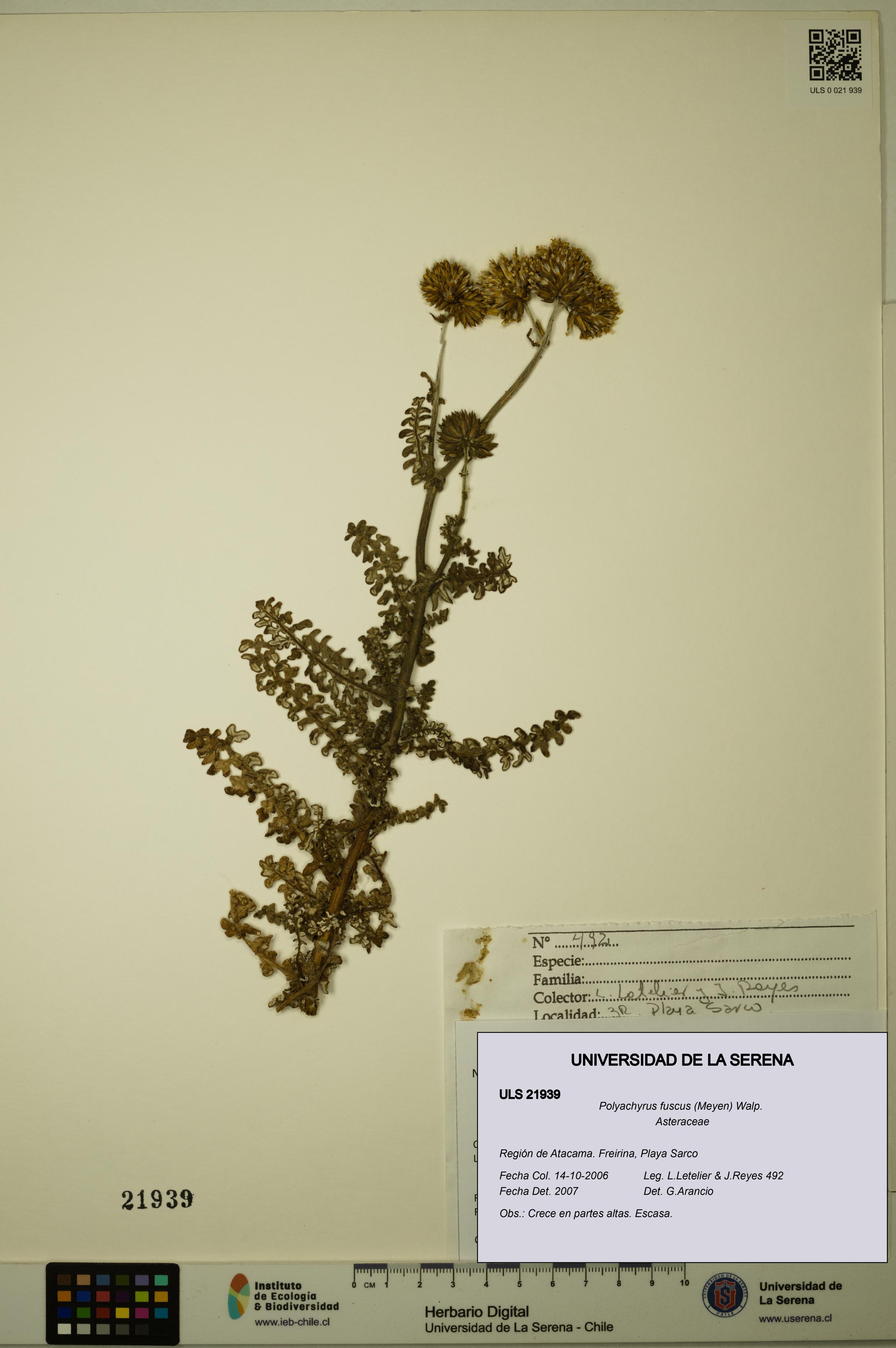Polyachyrus fuscus [Espécimen: ULS:ULS:0021939]