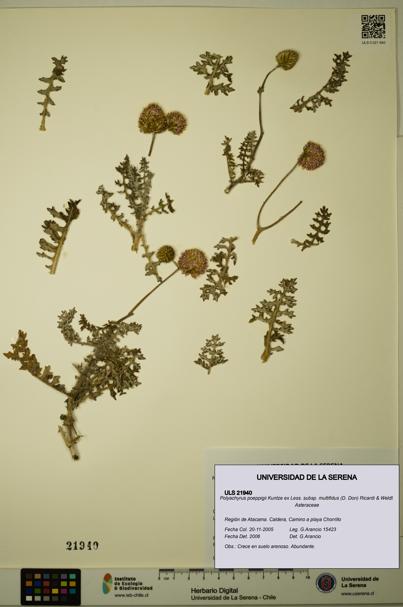 Polyachyrus poeppigii [Espécimen: ULS:ULS:0021940]