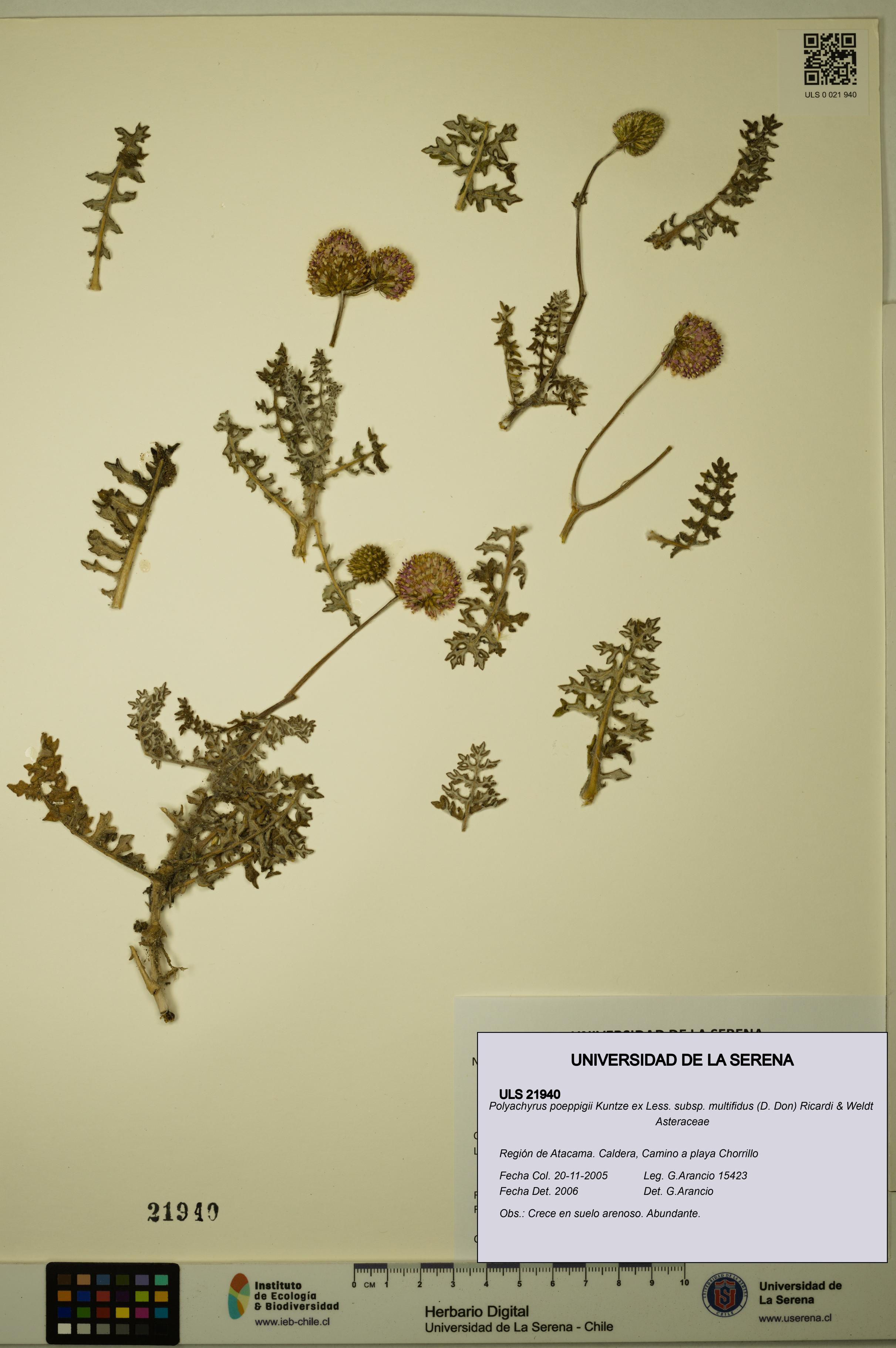 Polyachyrus poeppigii [Espécimen: ULS:ULS:0021940]