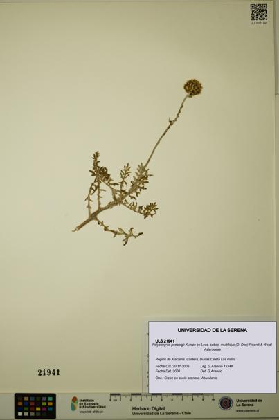 Polyachyrus poeppigii [Espécimen: ULS:ULS:0021941]
