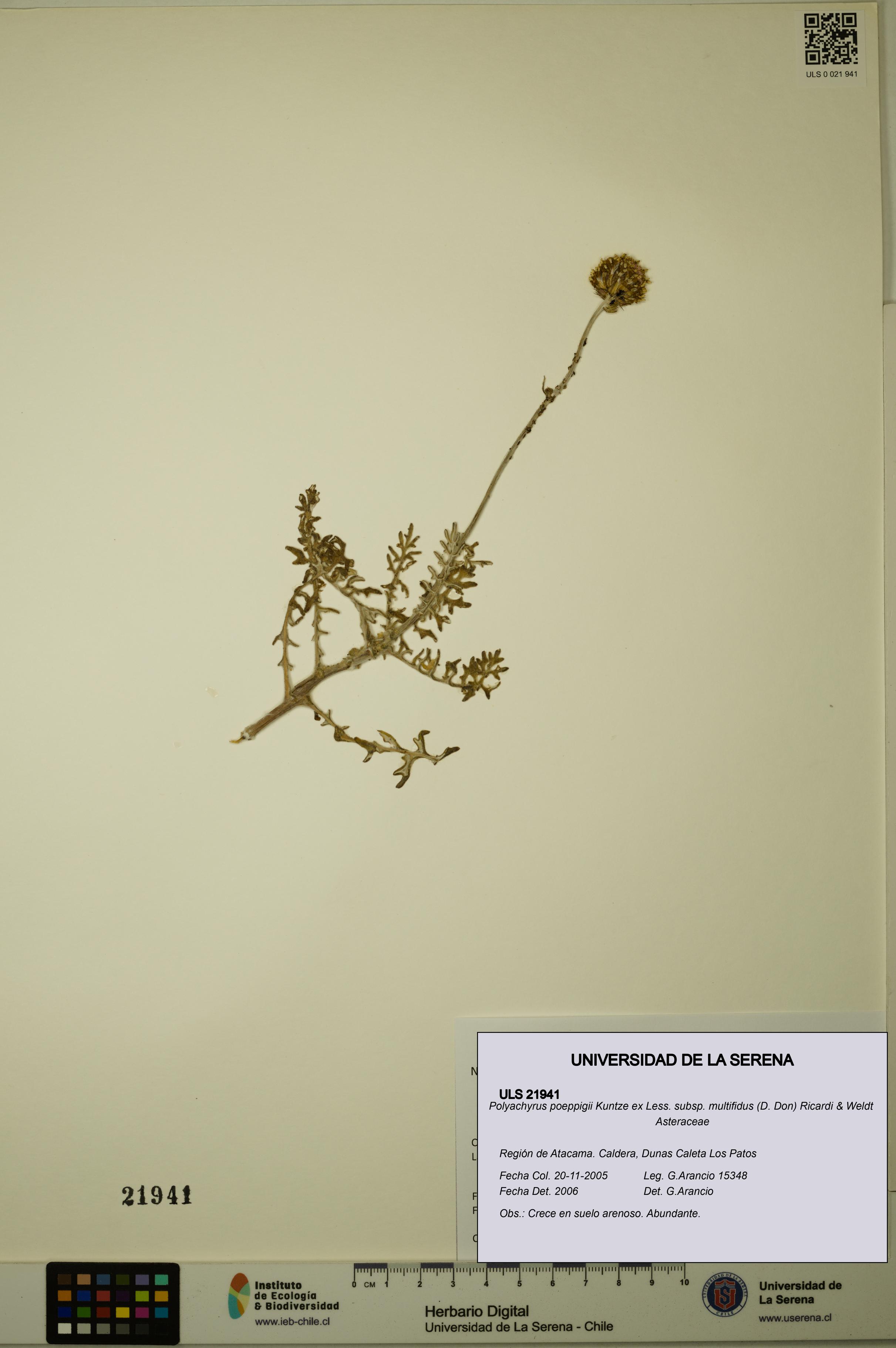 Polyachyrus poeppigii [Espécimen: ULS:ULS:0021941]