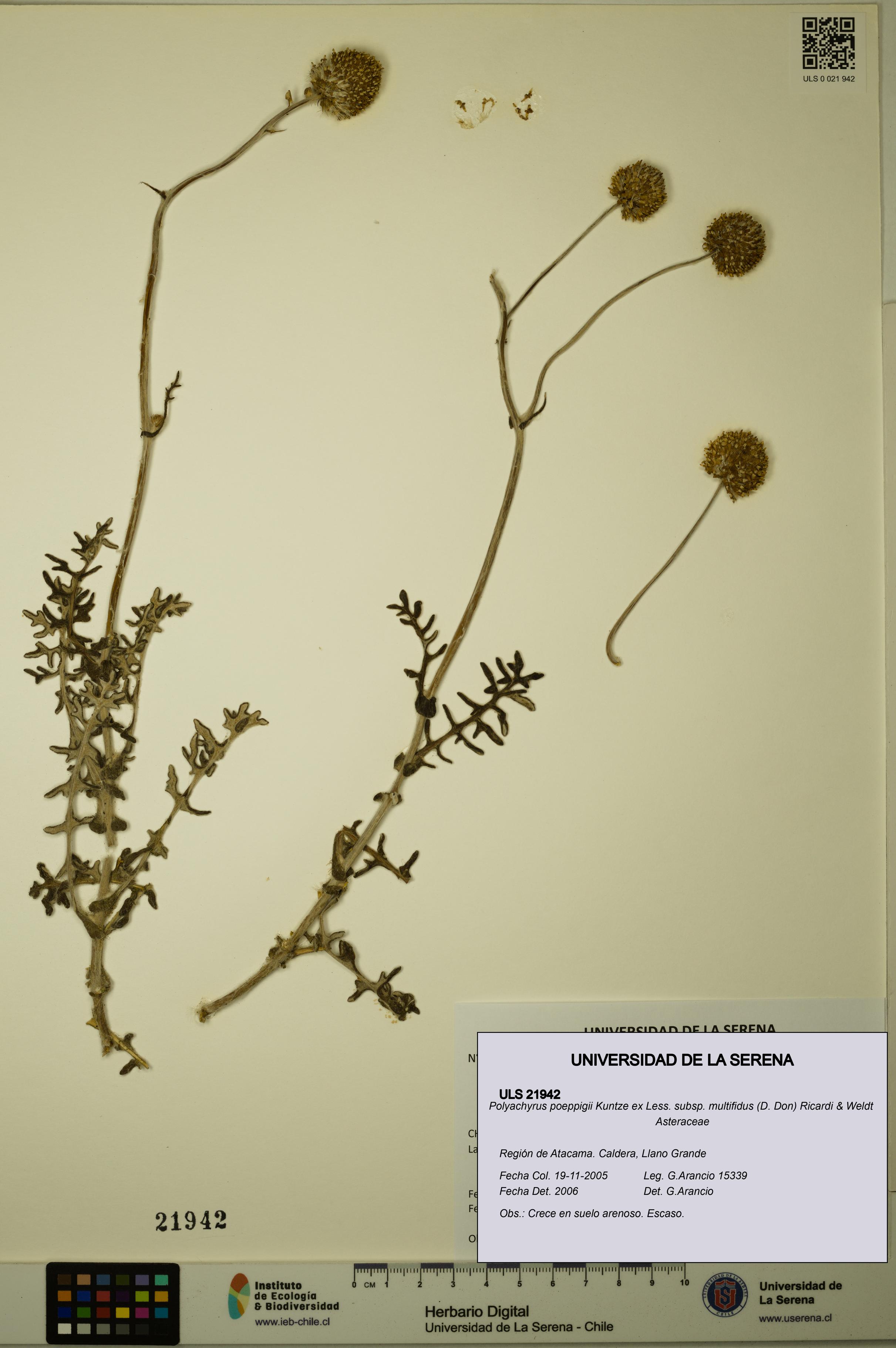 Polyachyrus poeppigii [Espécimen: ULS:ULS:0021942]
