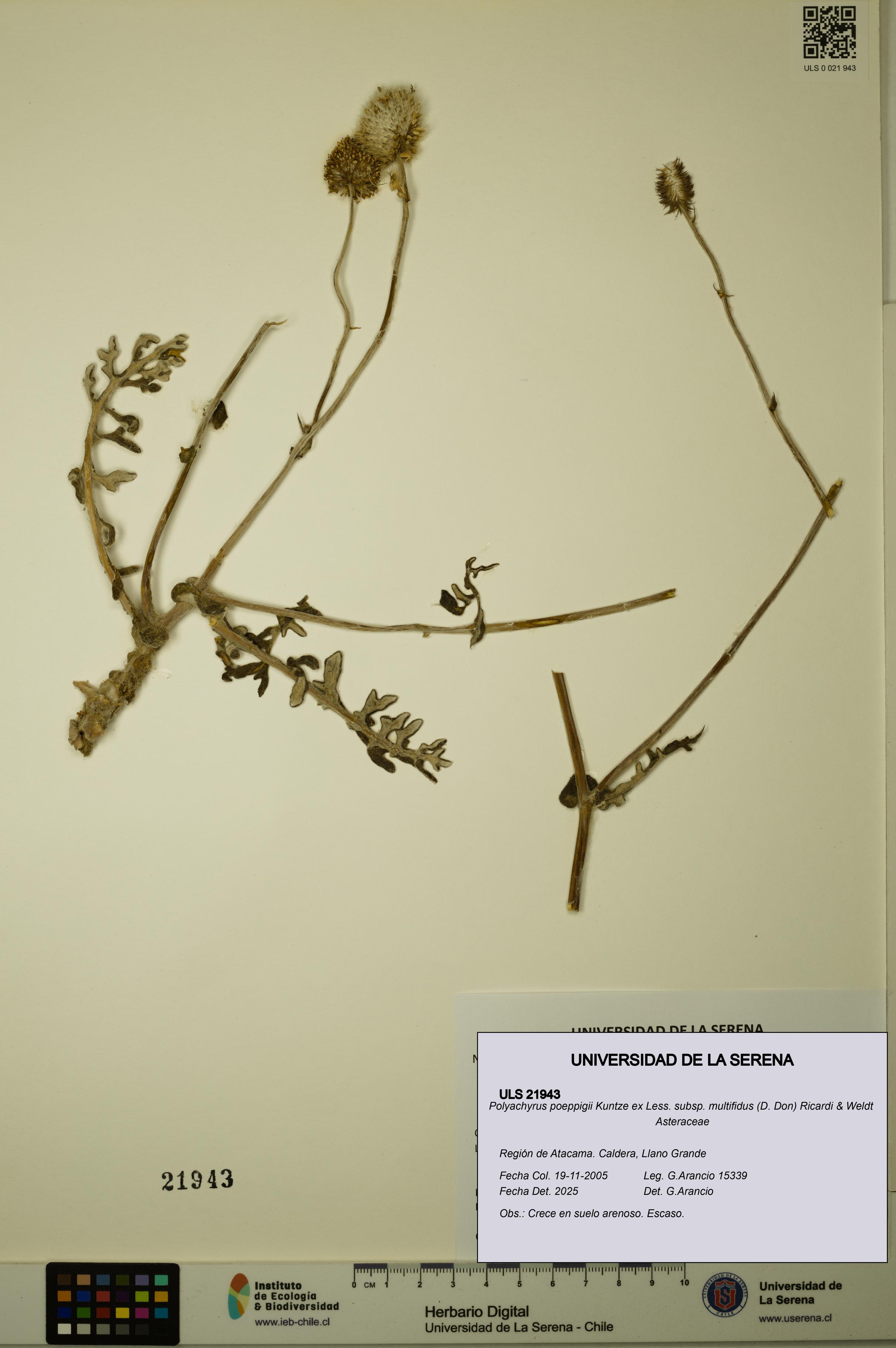 Polyachyrus poeppigii [Espécimen: ULS:ULS:0021943]