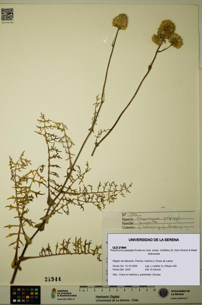 Polyachyrus poeppigii [Espécimen: ULS:ULS:0021944]