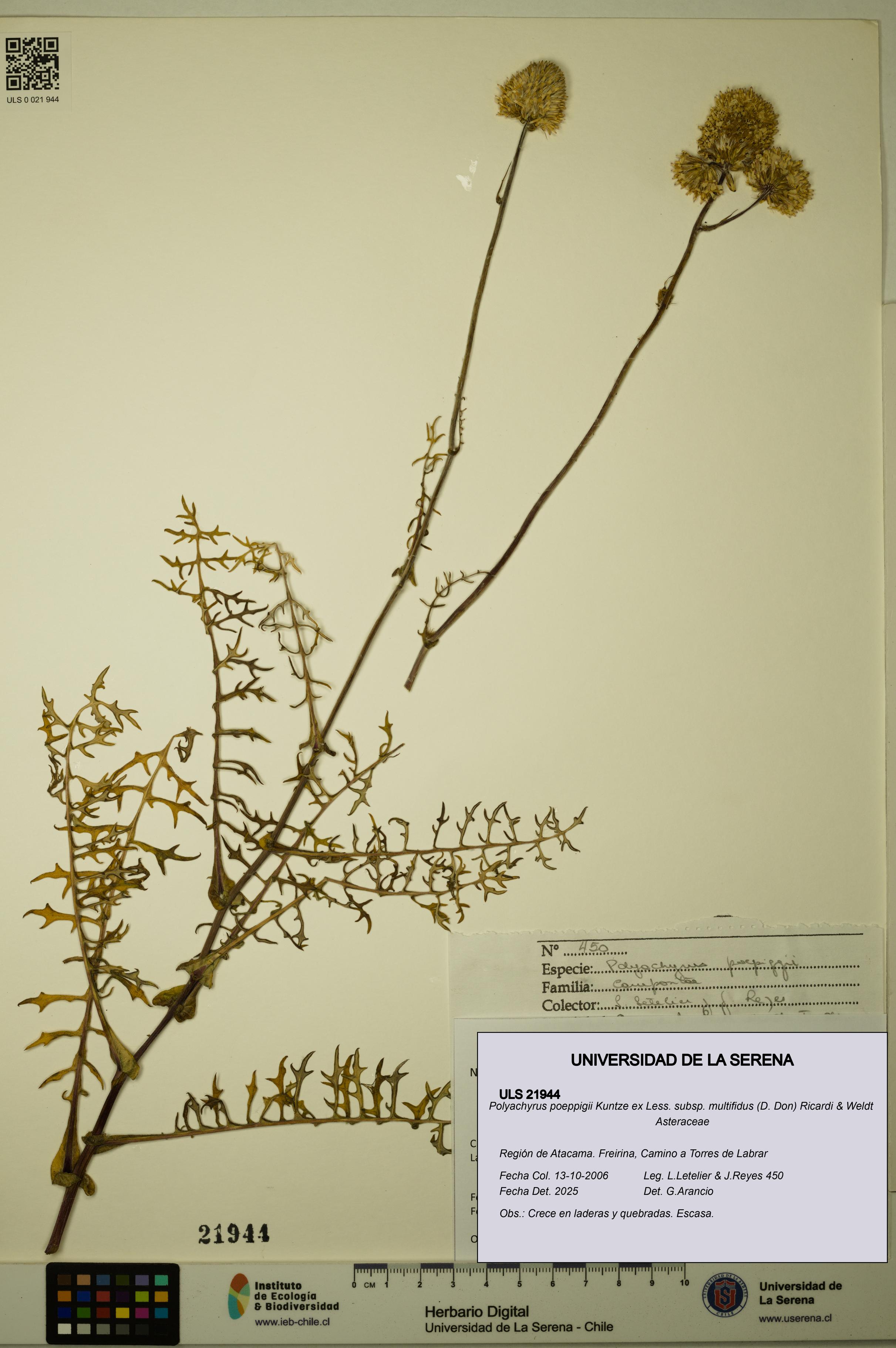 Polyachyrus poeppigii [Espécimen: ULS:ULS:0021944]