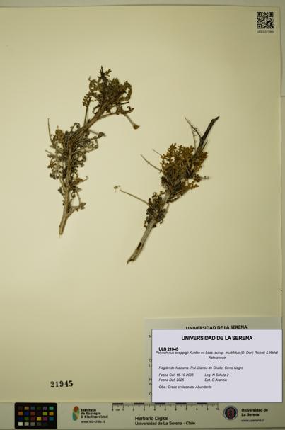 Polyachyrus poeppigii [Espécimen: ULS:ULS:0021945]
