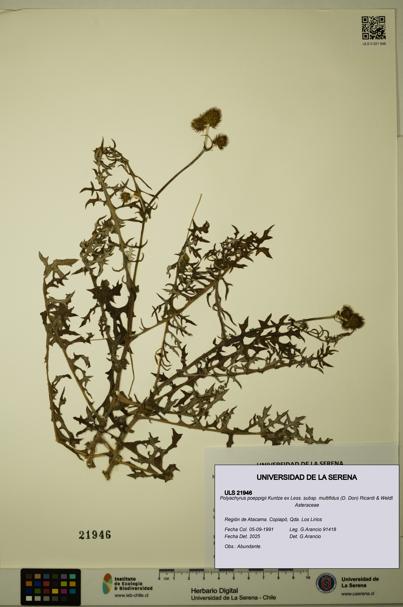 Polyachyrus poeppigii [Espécimen: ULS:ULS:0021946]