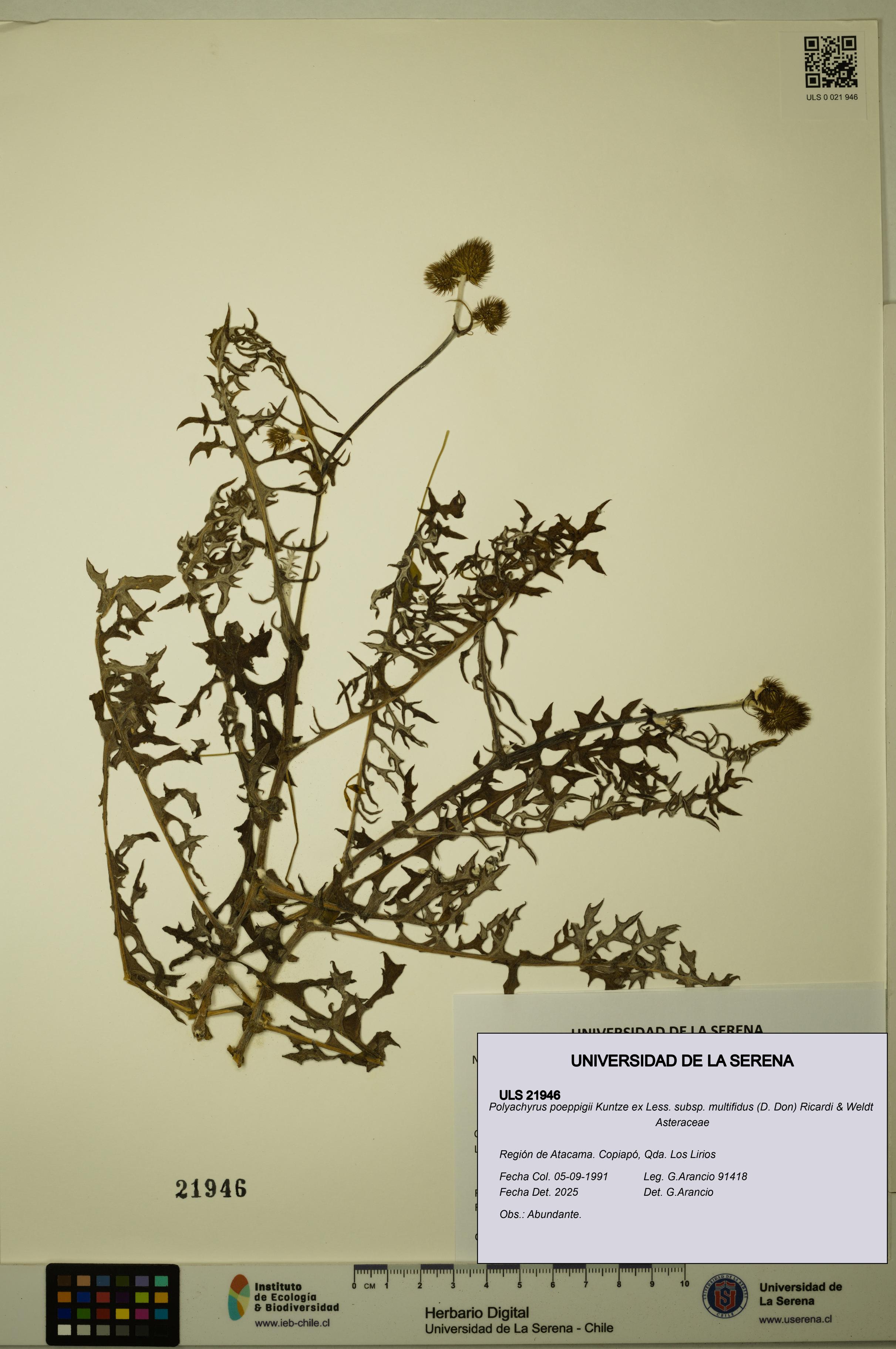 Polyachyrus poeppigii [Espécimen: ULS:ULS:0021946]