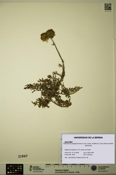 Polyachyrus poeppigii [Espécimen: ULS:ULS:0021947]