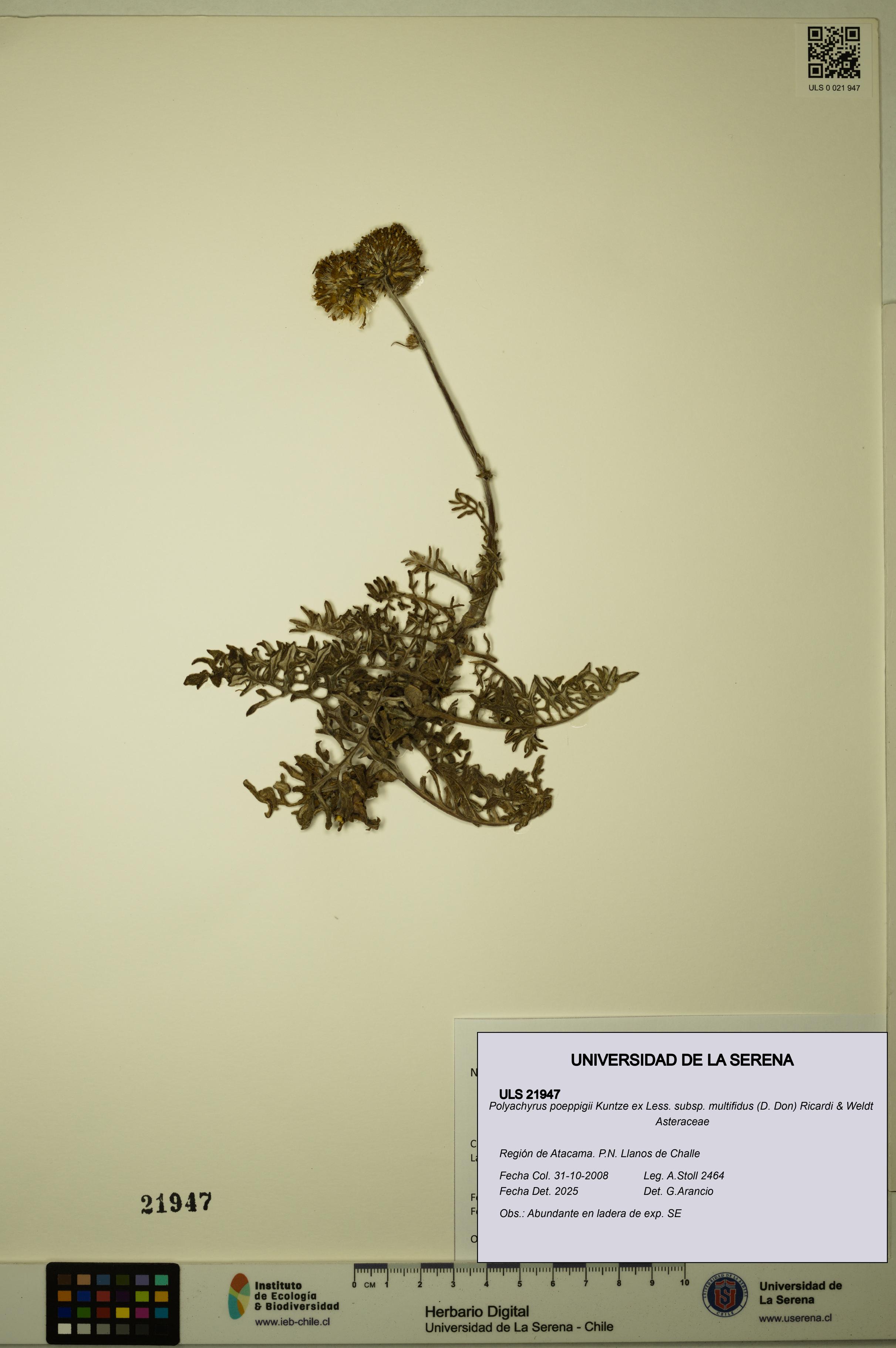 Polyachyrus poeppigii [Espécimen: ULS:ULS:0021947]