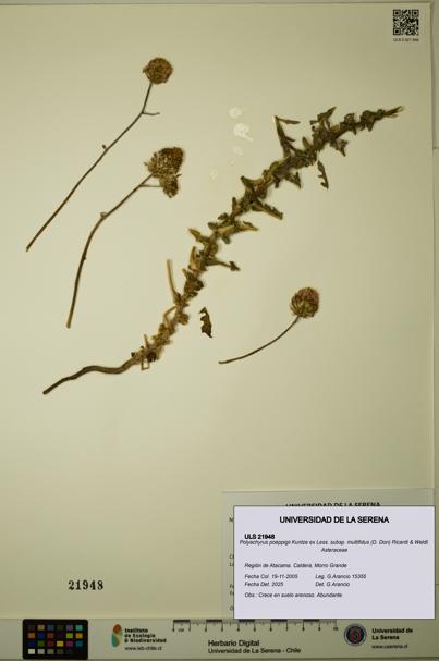 Polyachyrus poeppigii [Espécimen: ULS:ULS:0021948]