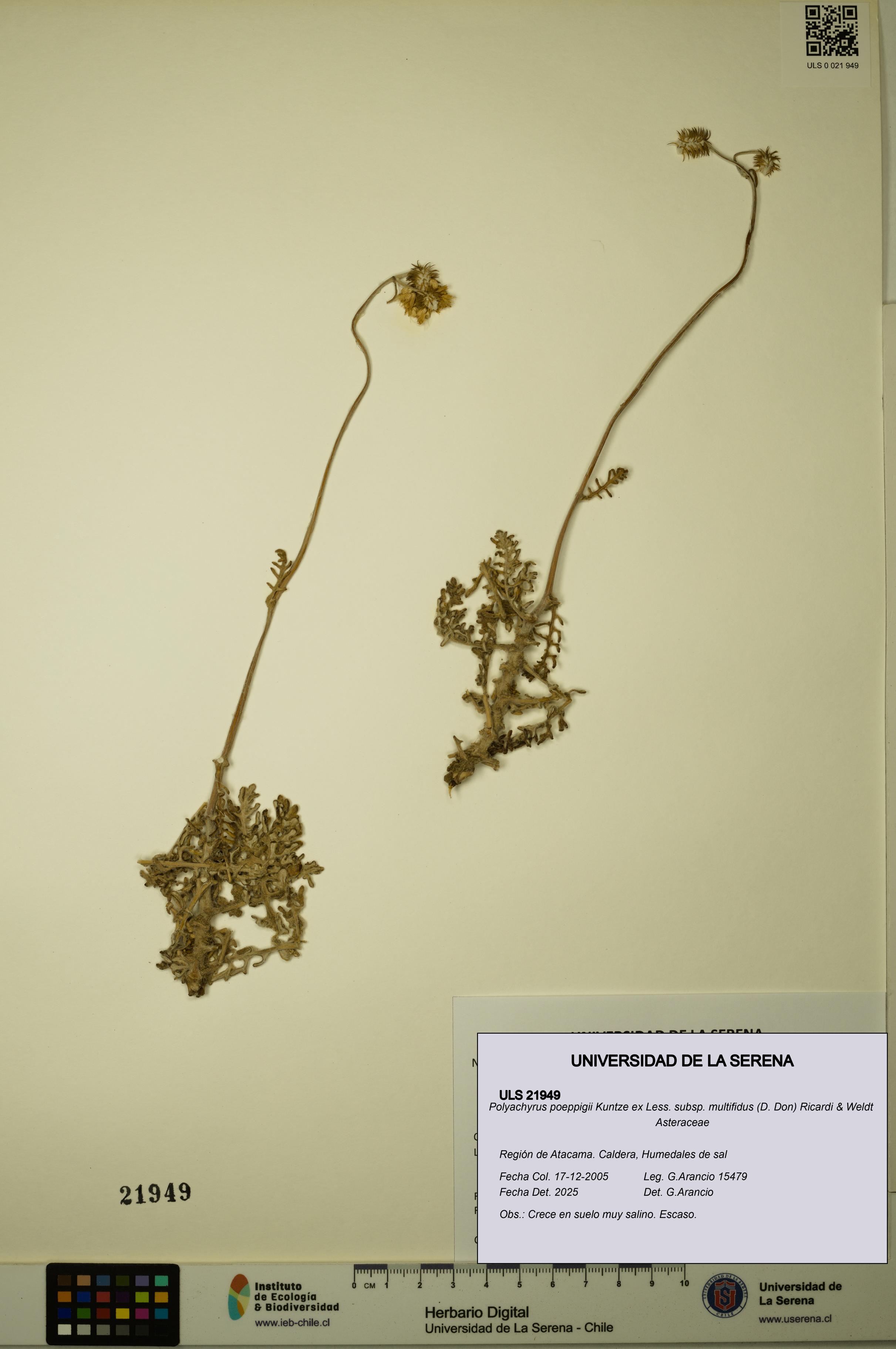 Polyachyrus poeppigii [Espécimen: ULS:ULS:0021949]