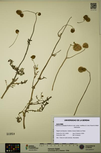 Polyachyrus poeppigii [Espécimen: ULS:ULS:0021950]