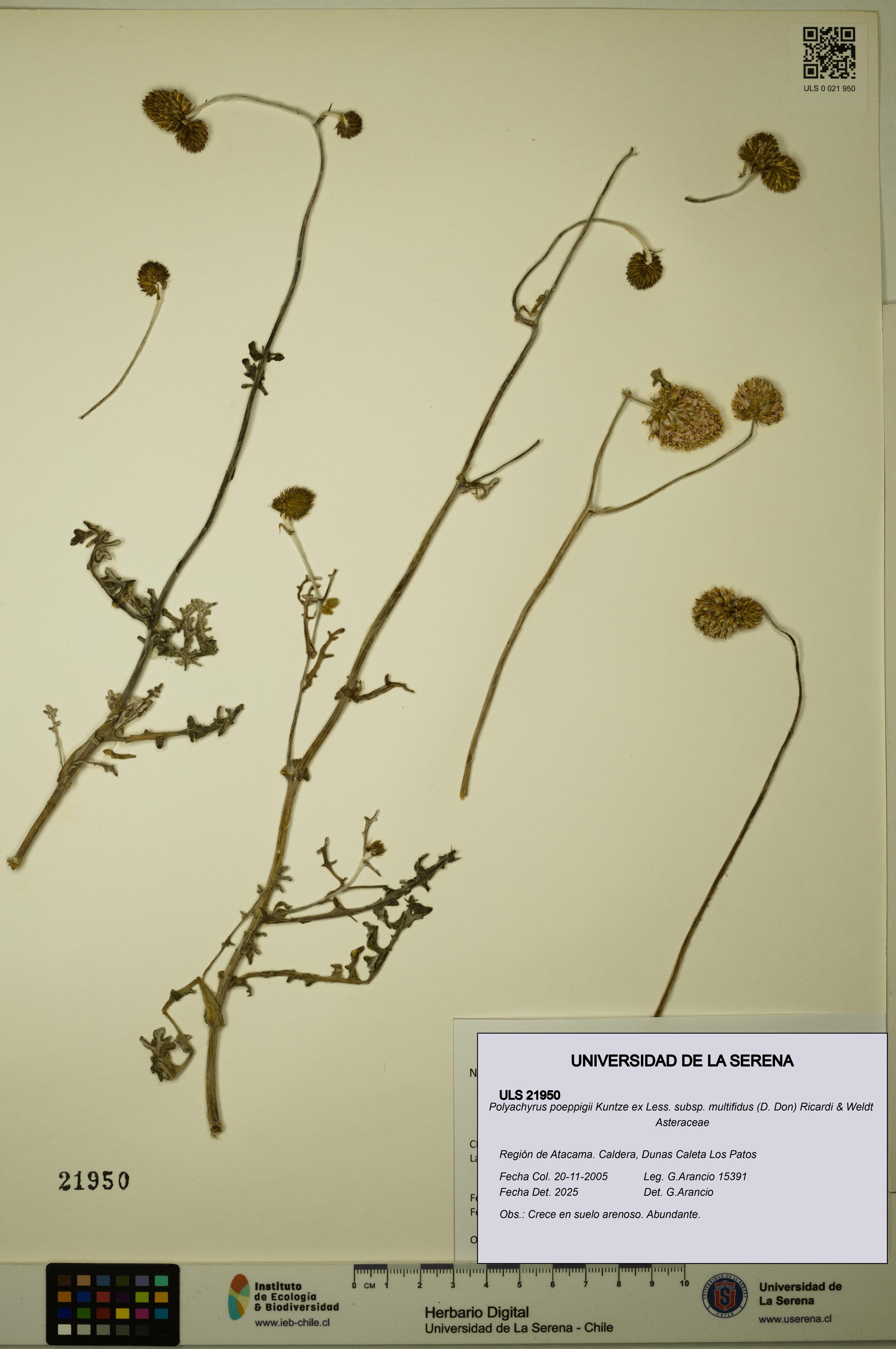 Polyachyrus poeppigii [Espécimen: ULS:ULS:0021950]