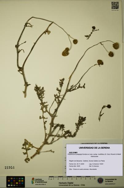 Polyachyrus poeppigii [Espécimen: ULS:ULS:0021951]