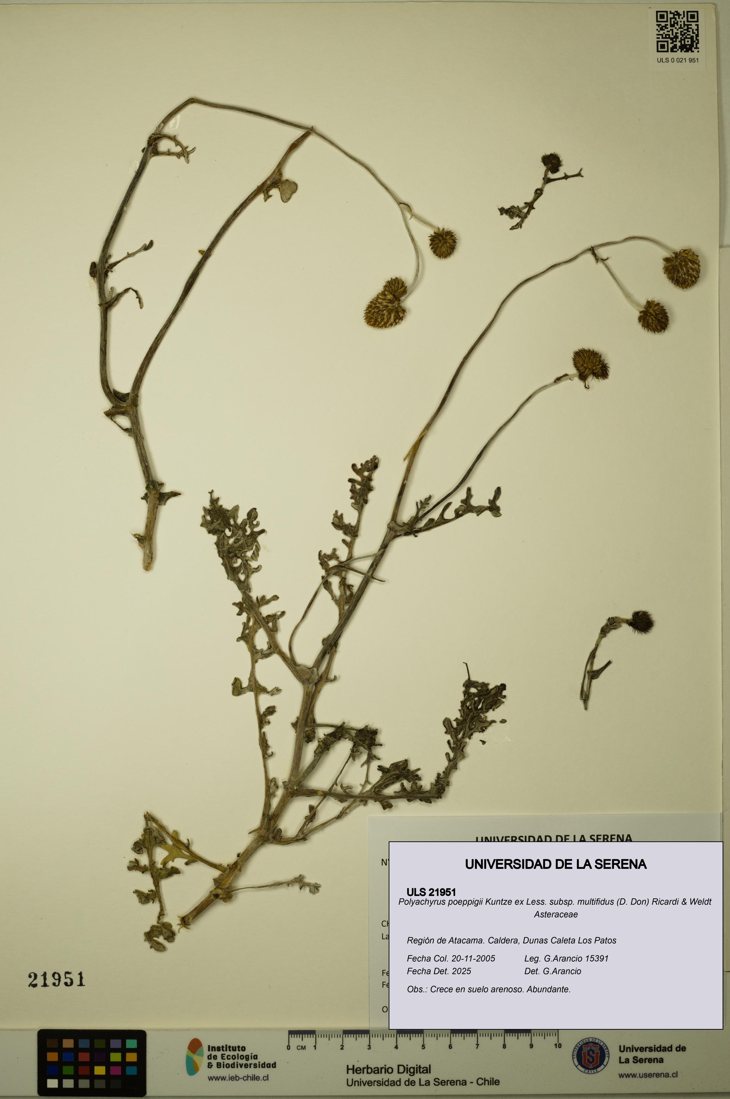 Polyachyrus poeppigii [Espécimen: ULS:ULS:0021951]