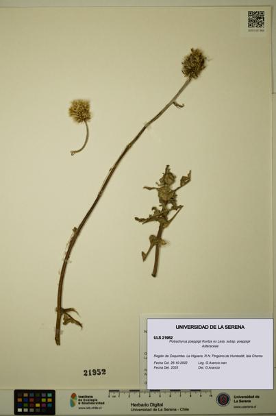 Polyachyrus poeppigii [Espécimen: ULS:ULS:0021952]