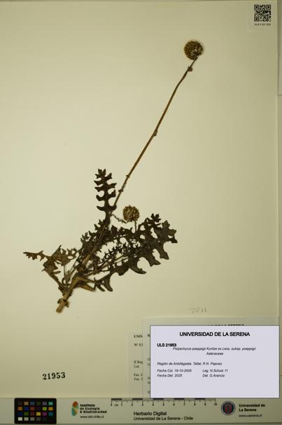 Polyachyrus poeppigii [Espécimen: ULS:ULS:0021953]