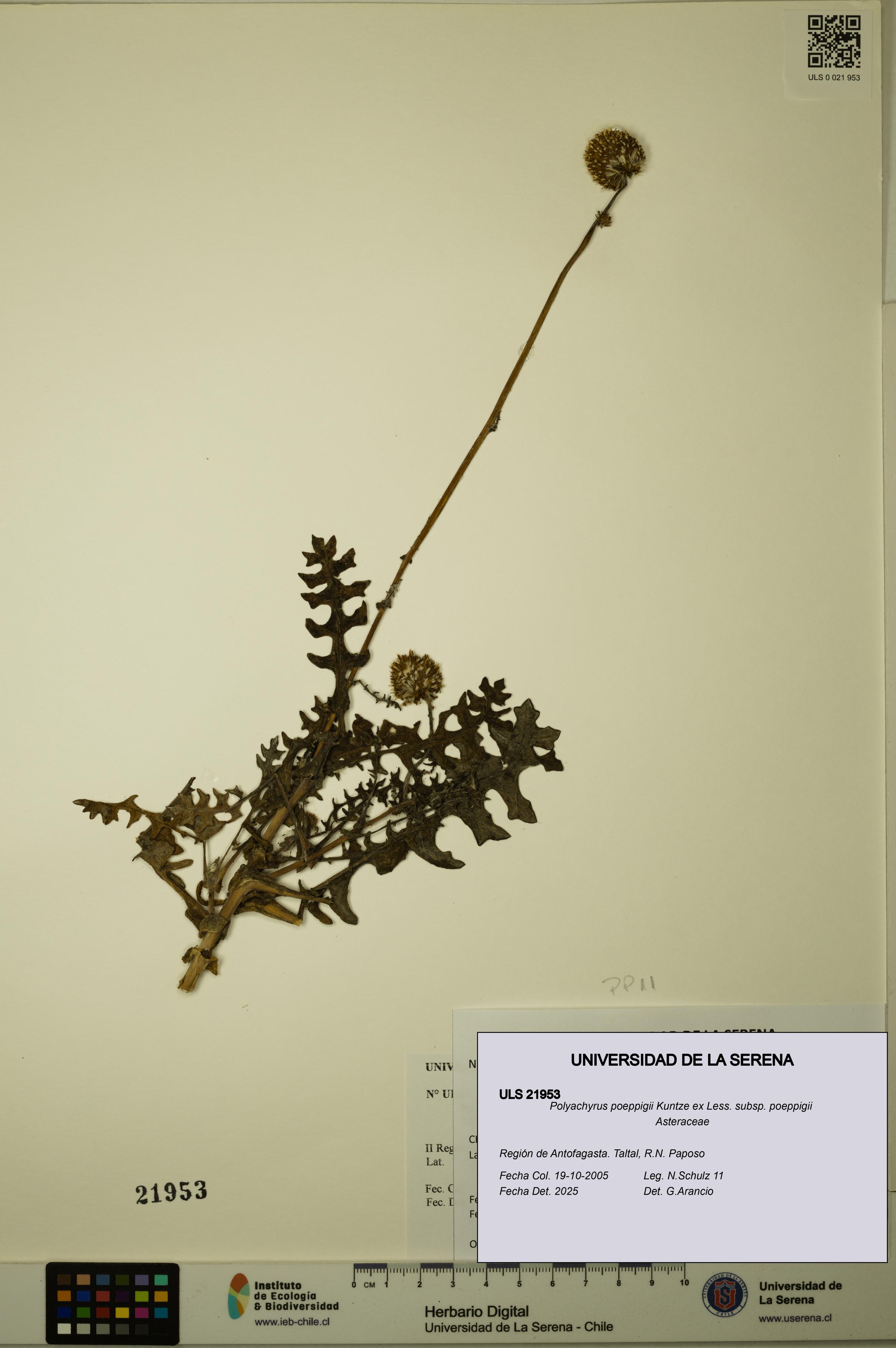 Polyachyrus poeppigii [Espécimen: ULS:ULS:0021953]