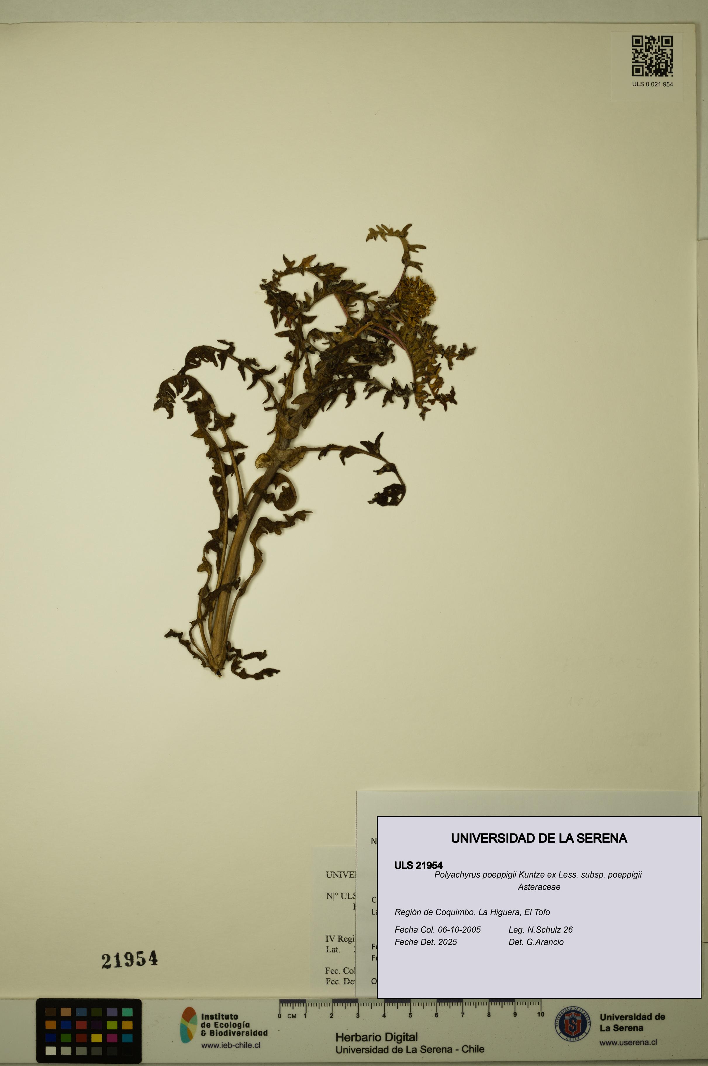 Polyachyrus poeppigii [Espécimen: ULS:ULS:0021954]