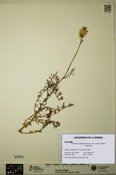 Polyachyrus poeppigii [Espécimen: ULS:ULS:0021955]