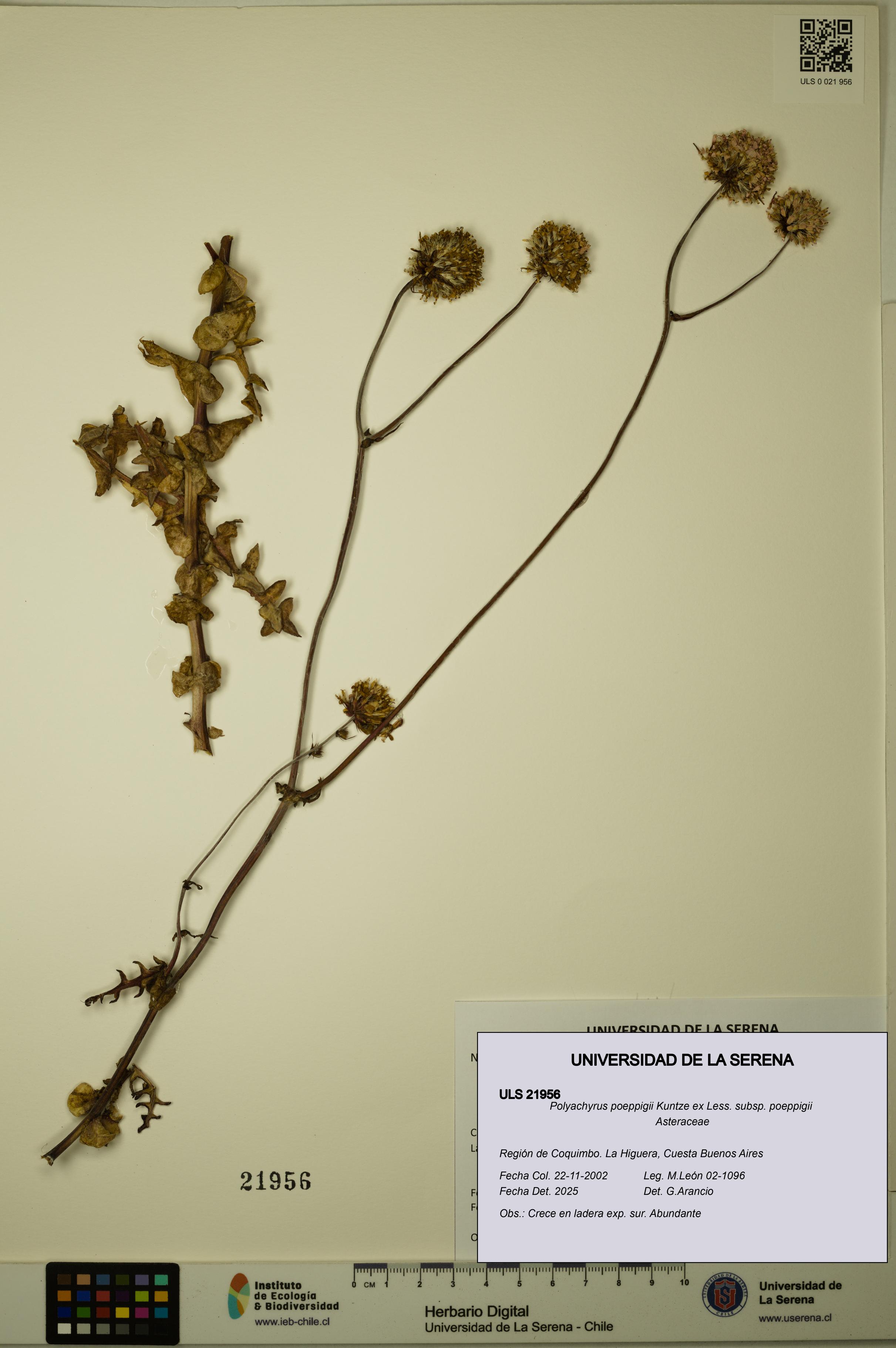 Polyachyrus poeppigii [Espécimen: ULS:ULS:0021956]