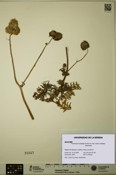 Polyachyrus poeppigii [Espécimen: ULS:ULS:0021957]
