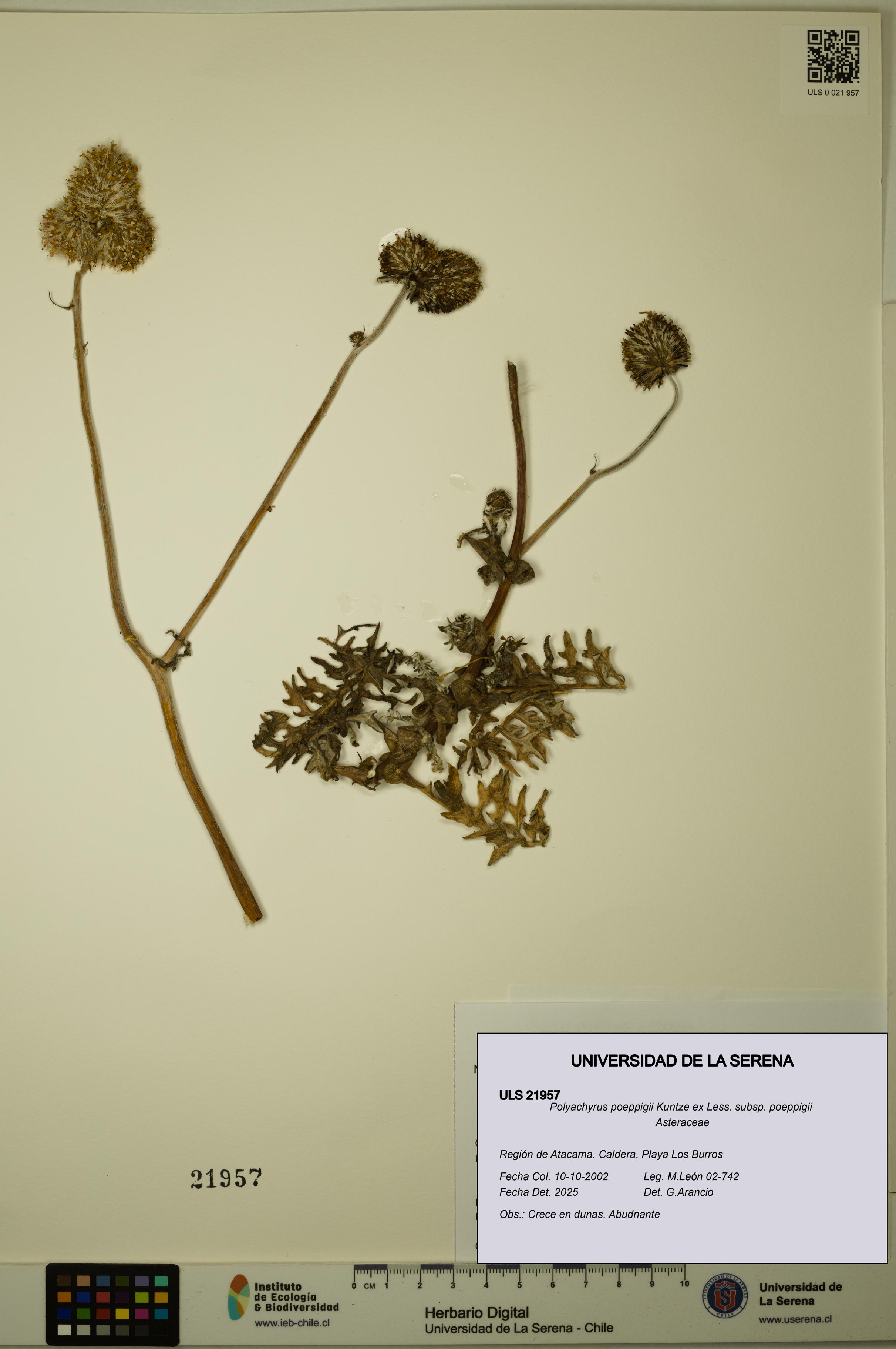 Polyachyrus poeppigii [Espécimen: ULS:ULS:0021957]