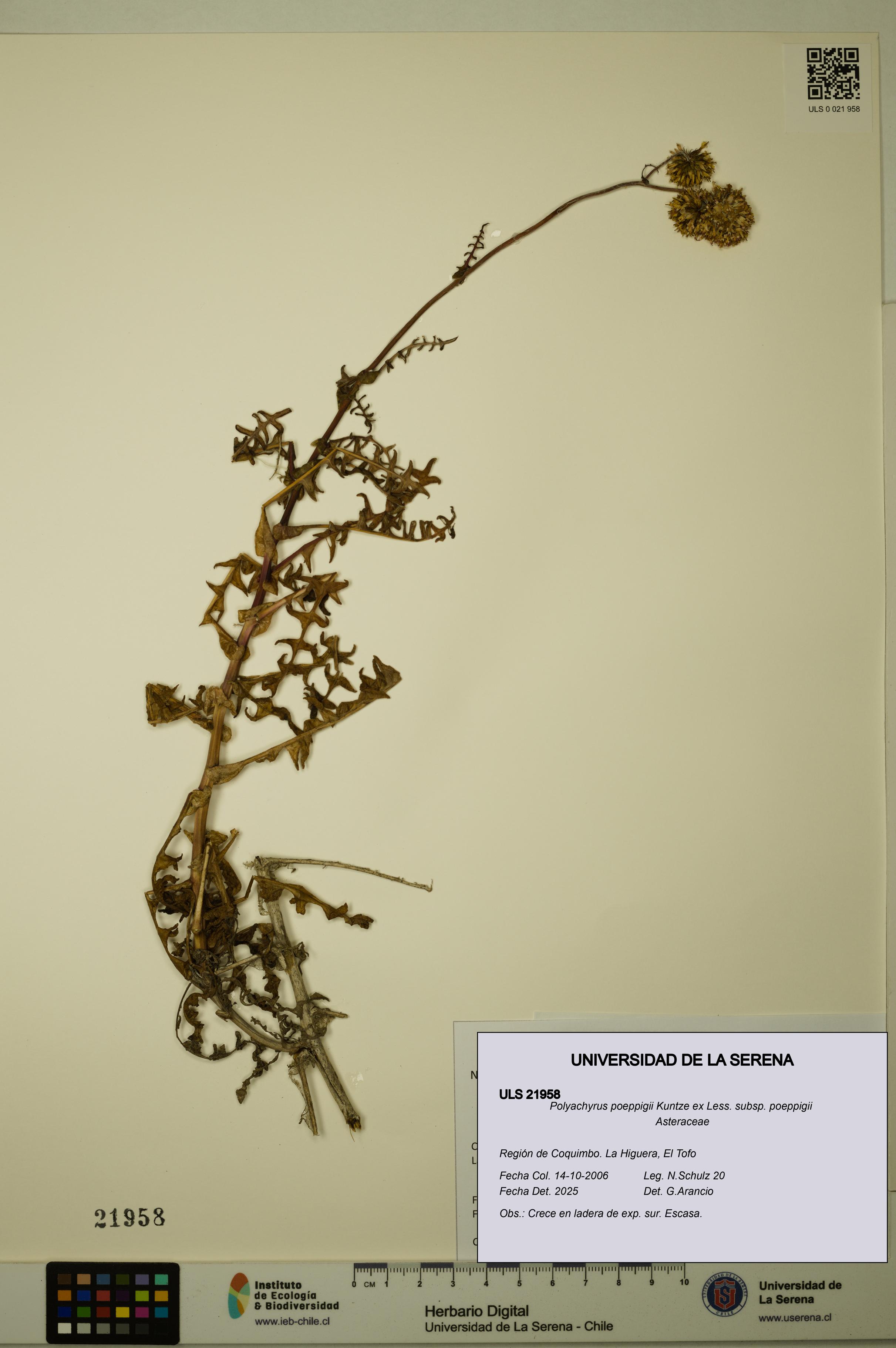 Polyachyrus poeppigii [Espécimen: ULS:ULS:0021958]