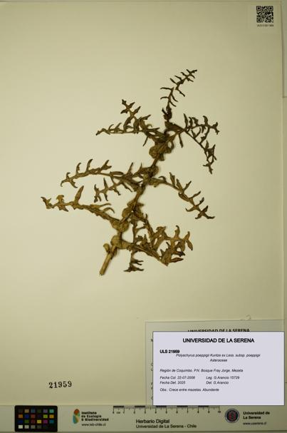 Polyachyrus poeppigii [Espécimen: ULS:ULS:0021959]