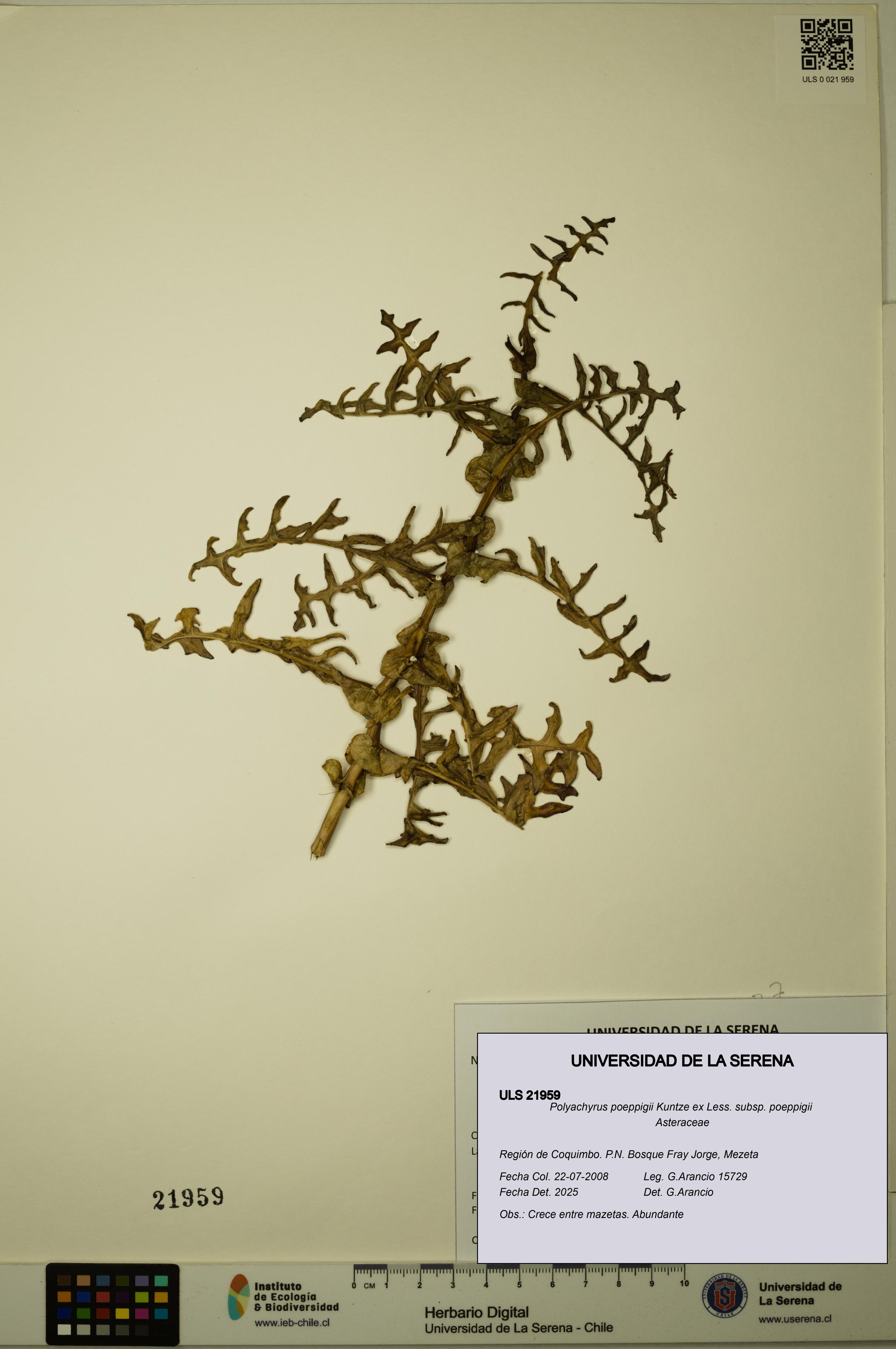 Polyachyrus poeppigii [Espécimen: ULS:ULS:0021959]