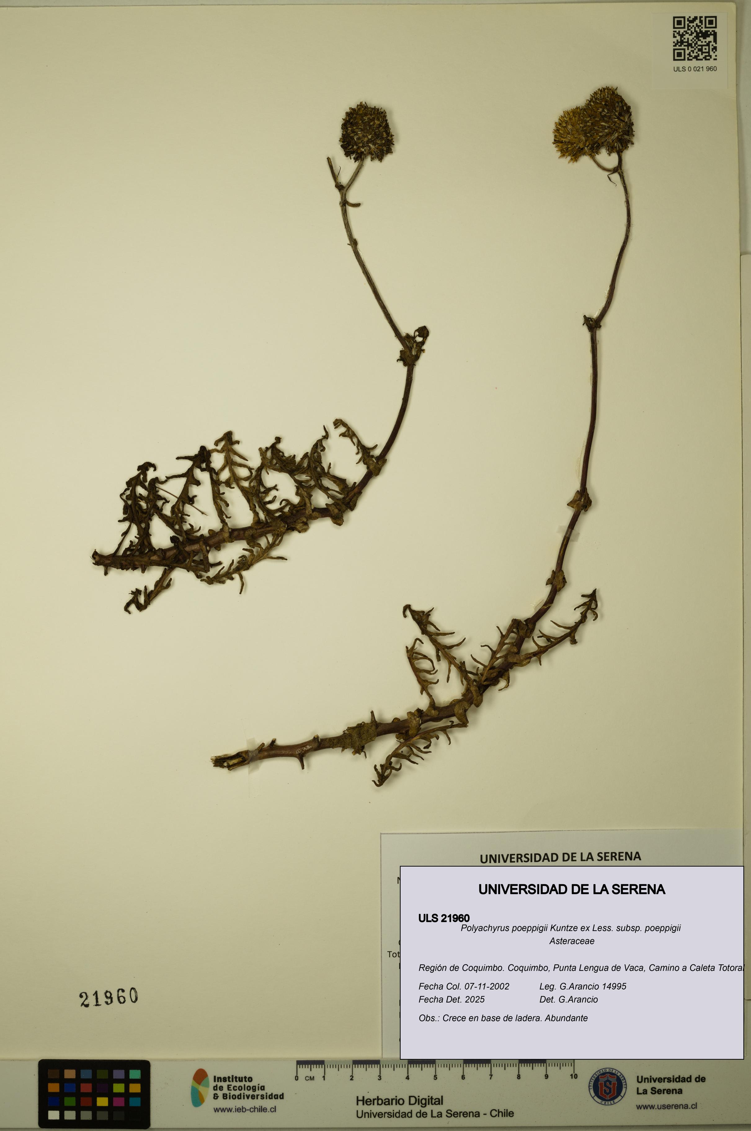 Polyachyrus poeppigii [Espécimen: ULS:ULS:0021960]