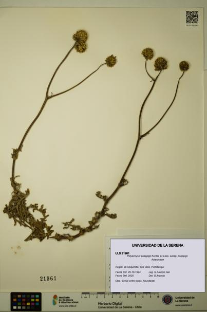 Polyachyrus poeppigii [Espécimen: ULS:ULS:0021961]