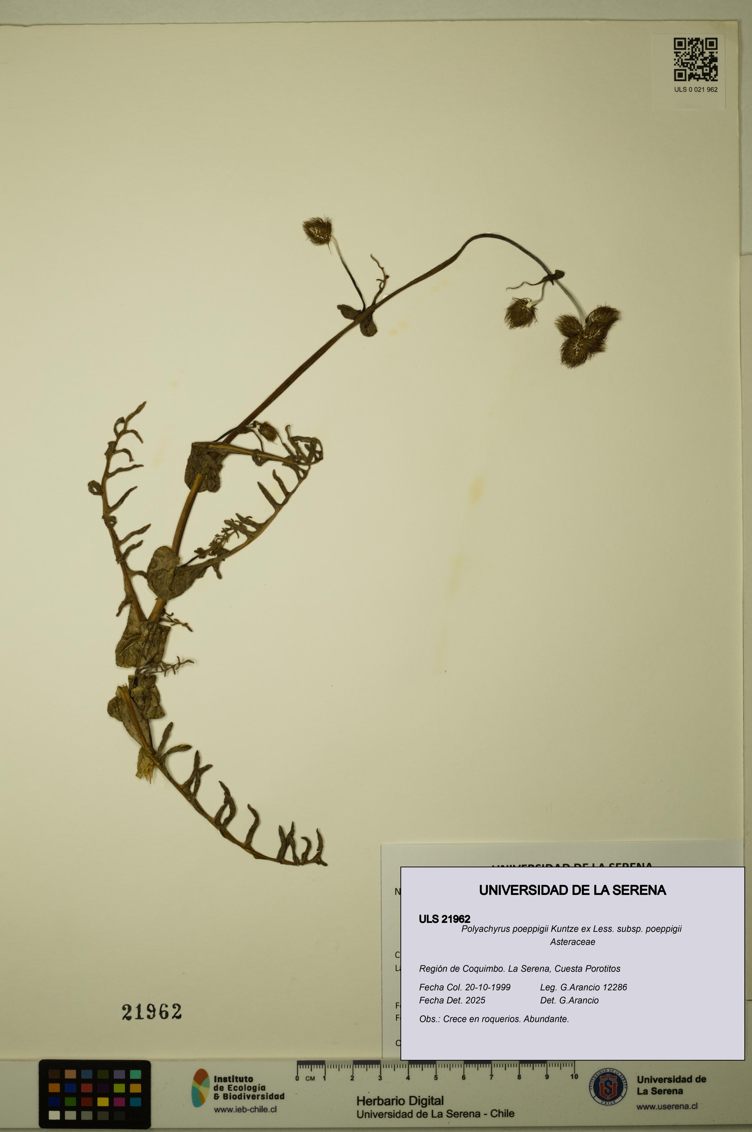 Polyachyrus poeppigii [Espécimen: ULS:ULS:0021962]